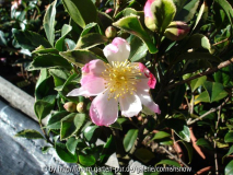 Camellia sasanqua 'Sasanqua Variegata'