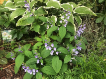Scutellaria serrata 