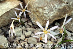 colchicum pusillum.jpg