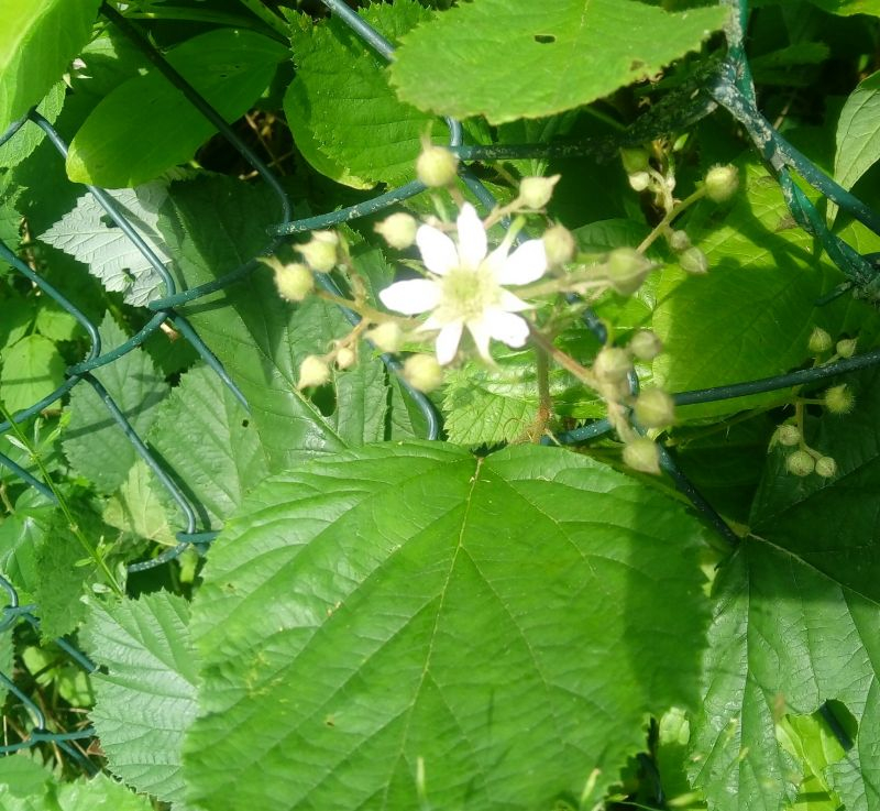 mehrkronblättrige Brombeere 1