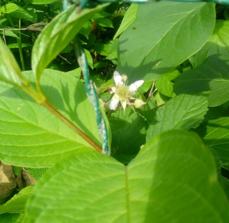 mehrkronblättrige Brombeere 2
