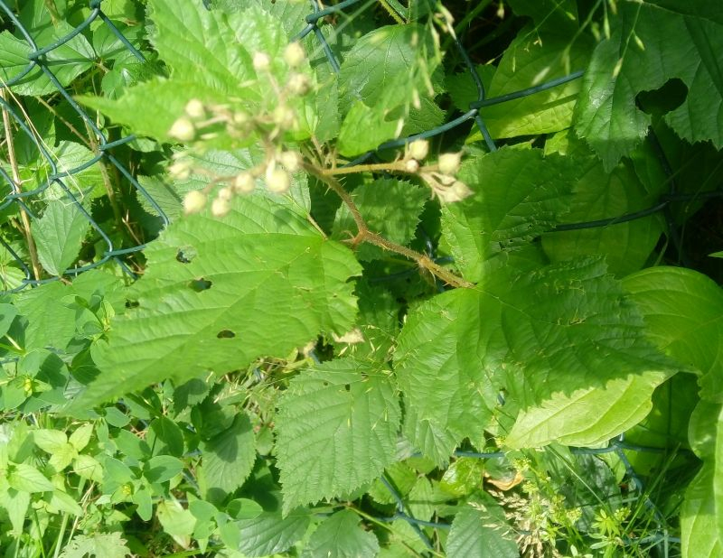 mehrkronblättrige Brombeere 3