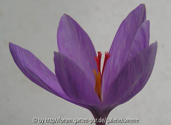 Crocus ligusticus Millesimo