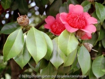 japonica - evtl. 'Waratah' I