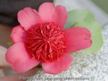 japonica - evtl. 'Waratah' - II