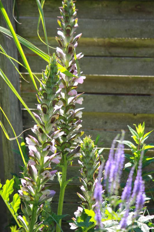 Acanthus