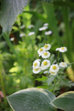 Panacetum Smlg.
