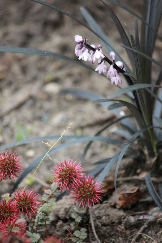 Ophiopogon planiscapus 'Niger'