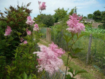 Rosa Mädesüß - Filipendula rubra. 