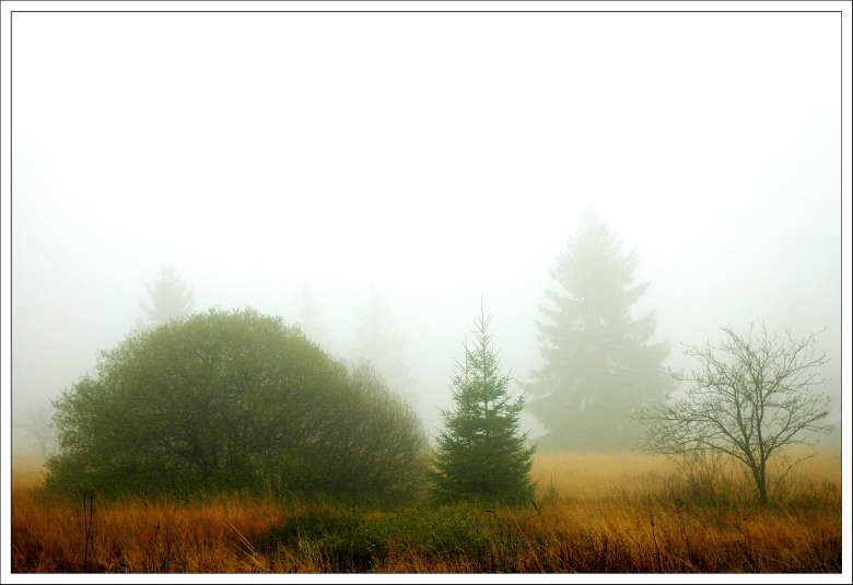Hohes Venn November 1