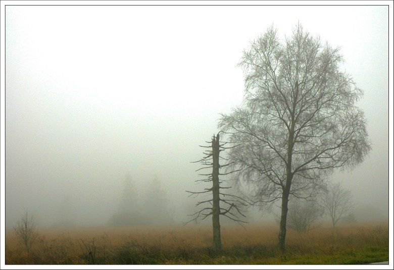 Hohes Venn November 2