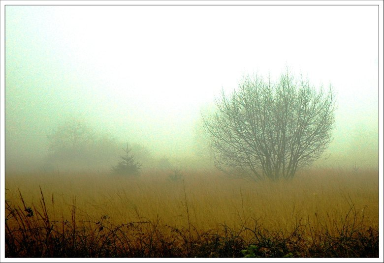 Hohes Venn November 6