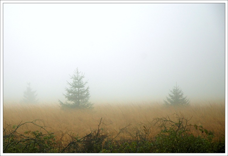 Hohes Venn November 7