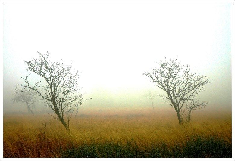 Hohes Venn November 8