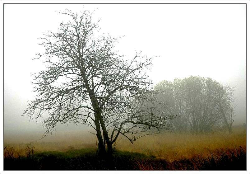 Hohes Venn November 9