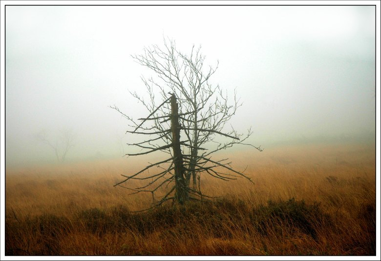 Hohes Venn November 10