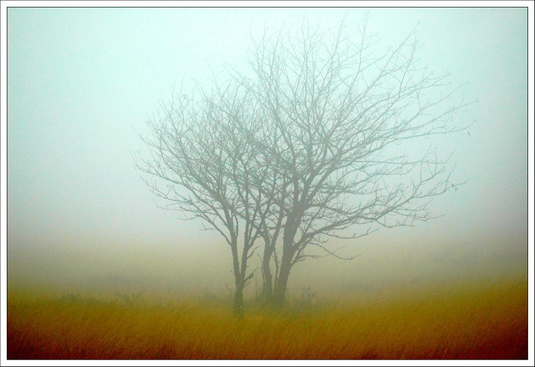 Hohes Venn November 12