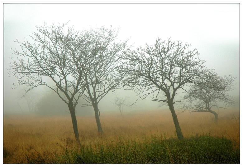 Hohes Venn November 13