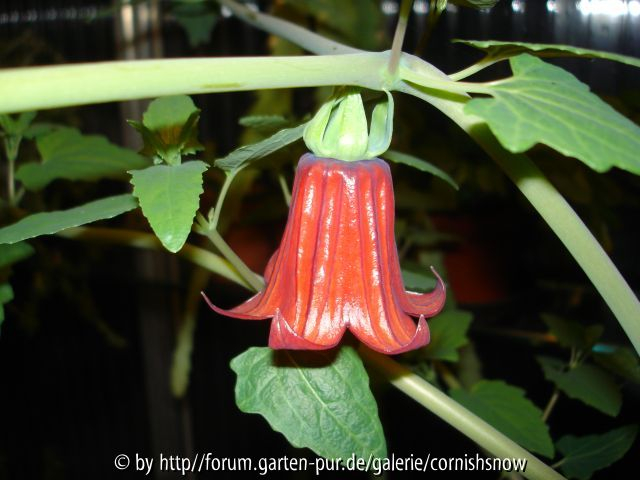 Canarina canariensis I