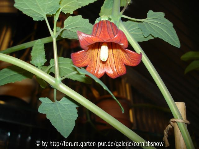 Canarina canariensis II