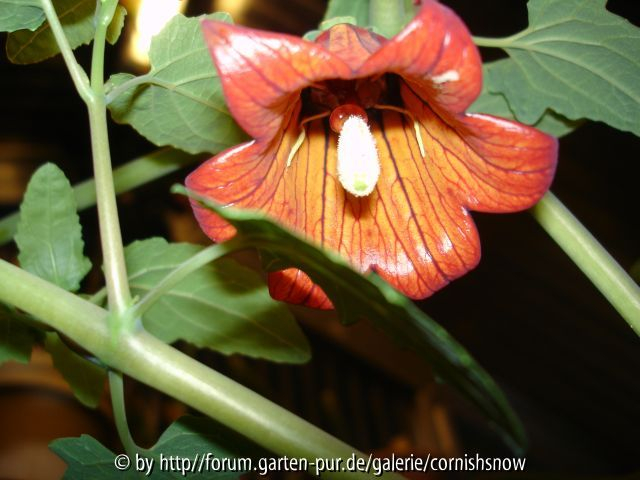 Canarina canariensis III