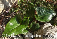 arum pictum.jpg