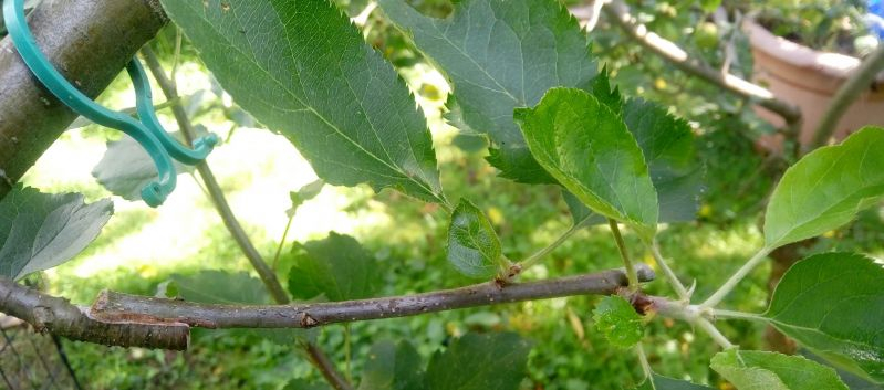 Anplatten Alkmene (?) 23.07.17