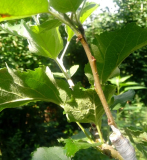 Anplatten lila Apfel 23.07.17