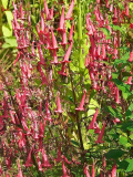 Winterharte englische Fuchsie. Welche?
