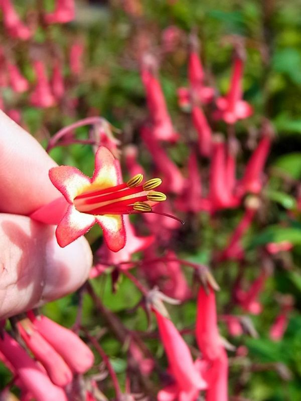 Winterharte englische Fuchsie. Welche?