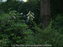 cardiocrinum I