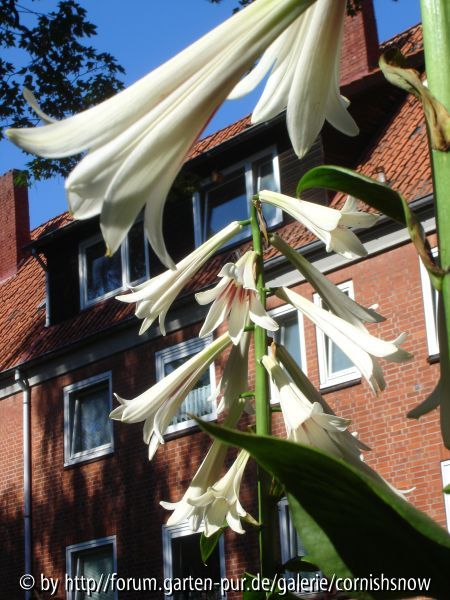 cardiocrinum II