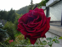 Crimson Glory? 1