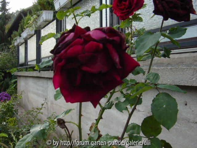 Crimson Glory? 4
