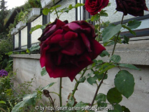Crimson Glory? 4