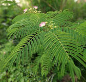 Albizia julibrissin