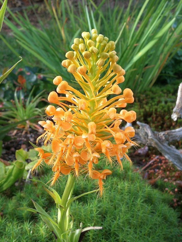 Platanthera ciliaris