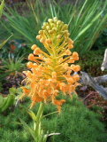 Platanthera ciliaris