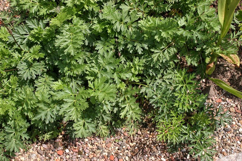 Pulsatilla ambigua + turczaninovii