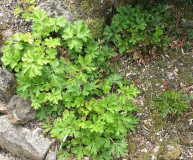 Pulsatilla tatewakii, sugawarai, sherfelii