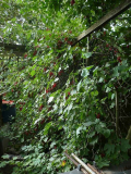 Hibiskusstamm