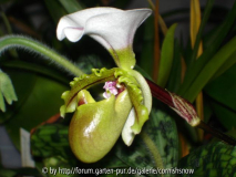 Paph. spicerianum - Seite