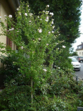 Hibiskusstamm