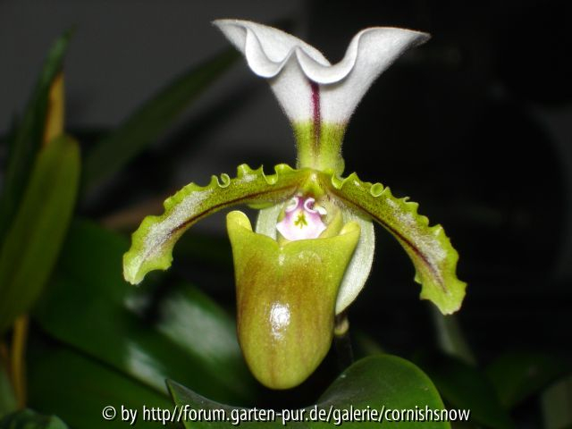 Paph. spicerianum - 2006