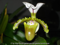 Paph. spicerianum - 2006
