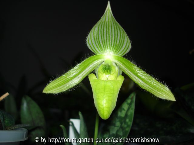 Paph. wardii - Albino