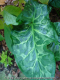Arum italicum 'Pixie'