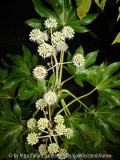Fastia japonica