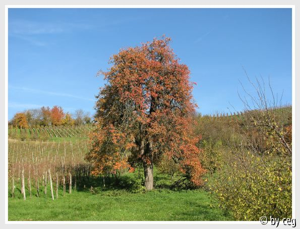 November-Bilder