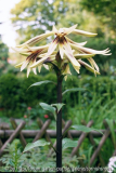 Cardiocrinum giganteum var. yunnanense